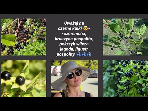 Czarne kulki dobre i złe 😎- czeremcha, kruszyna, pokrzyk wilcza jagoda, ligustr 🫐🫐🫐
