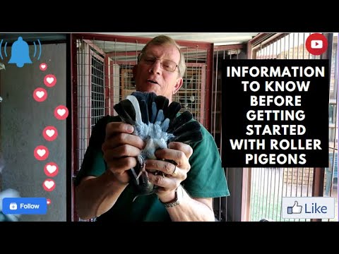 , title : 'information to know before getting into birmingham Roller Pigeons'