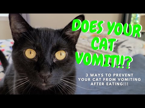 How to STOP your CAT from vomiting!!