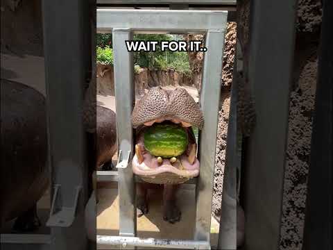 This is how a HIPPO eats WATERMELON 😱😂