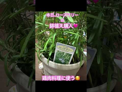 ローズマリーの葉が茶色になるのはなぜですか?最も一般的な 5 つの原因と植物を救うためのヒント  庭園