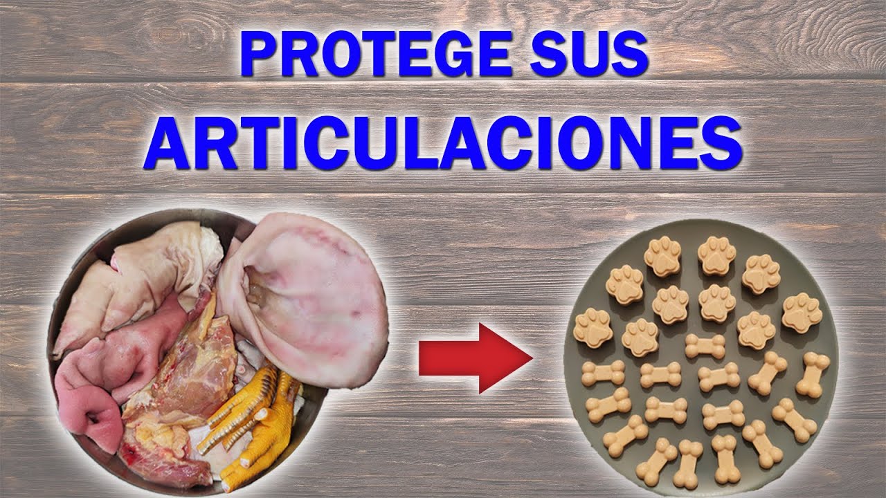 ⭐ GELATINA DE HUESOS para PERROS ⭐