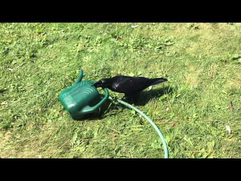 Corbin can't resist hose play -- mischievous raven!