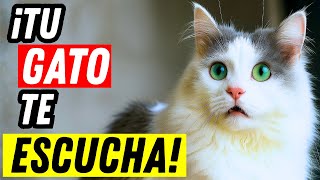 ¿Sabías que tu gato entiende estas 5 palabras?