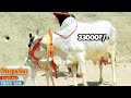 33000₹ tharparkar cow with tharparkar female calf 👍 jasvinder ji📲6367866973 krishna dairy farm talk