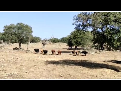 Los vecinos de Villarino visitan las ganaderías de Valrubio y Valdeflores 