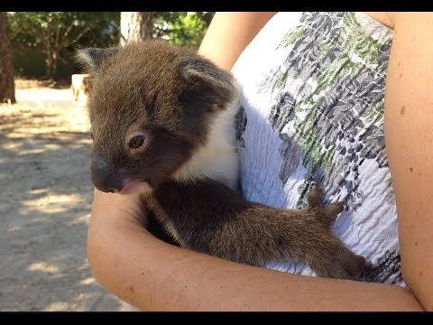 Heart Warming Moment Mum & Joey Koala Reunite