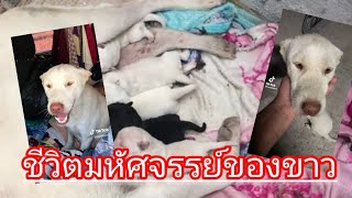 ชีวิตมหัศจรรย์ของขาว!! หมาจรกับเรื่องราวสุดประทับใจ”