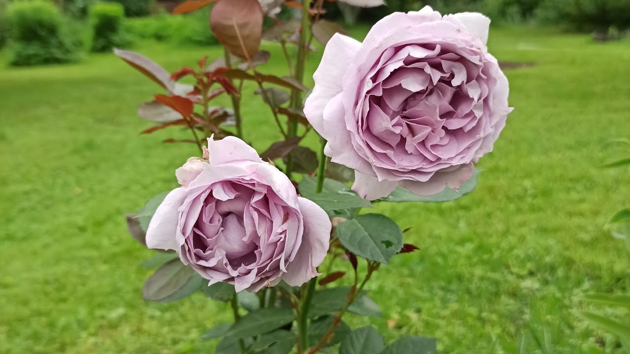 Розы Кордеса. Novalis (первогодка)