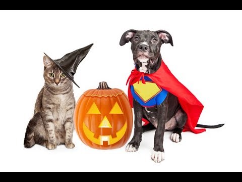 Cats and dogs scared of Halloween compilation 2017