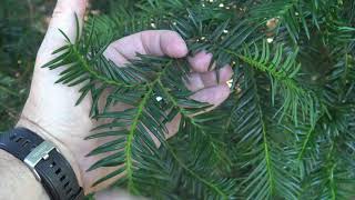 Identifying yew