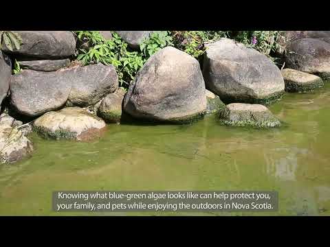 Look out for blue-green algae