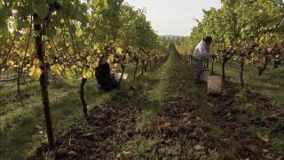 An Introduction to Biodynamic Viticulture