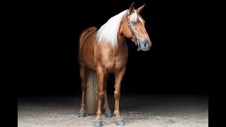 Palomino Missouri Foxtrotter (MFTHBA) For Sale on Thehorsebay.com