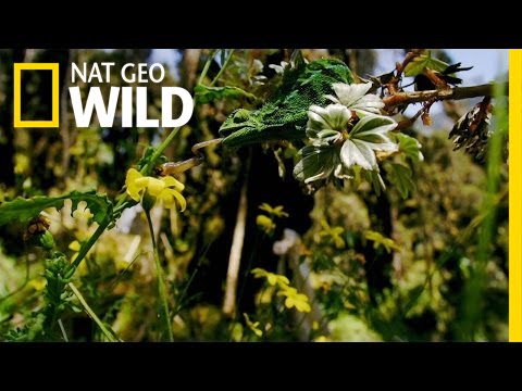 Nile’s Exotic Creatures | The Nile