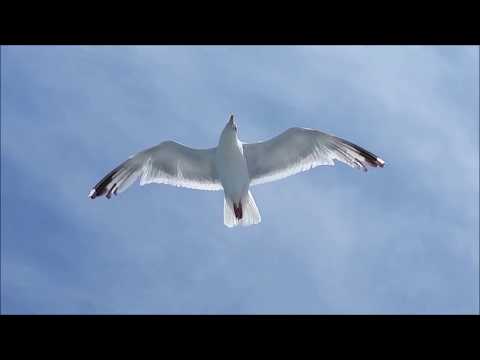 download lagu mp3 mp4 Maison A Vendre A Carantec, download lagu Maison A Vendre A Carantec gratis, unduh video klip Maison A Vendre A Carantec
