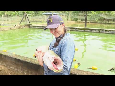 Ciclo productivo del pirarucú - La Finca de Hoy