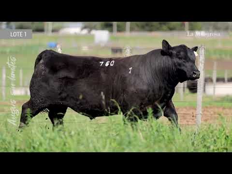 LOTE 1 LM 760 NAP DISTINCTION 253 TE