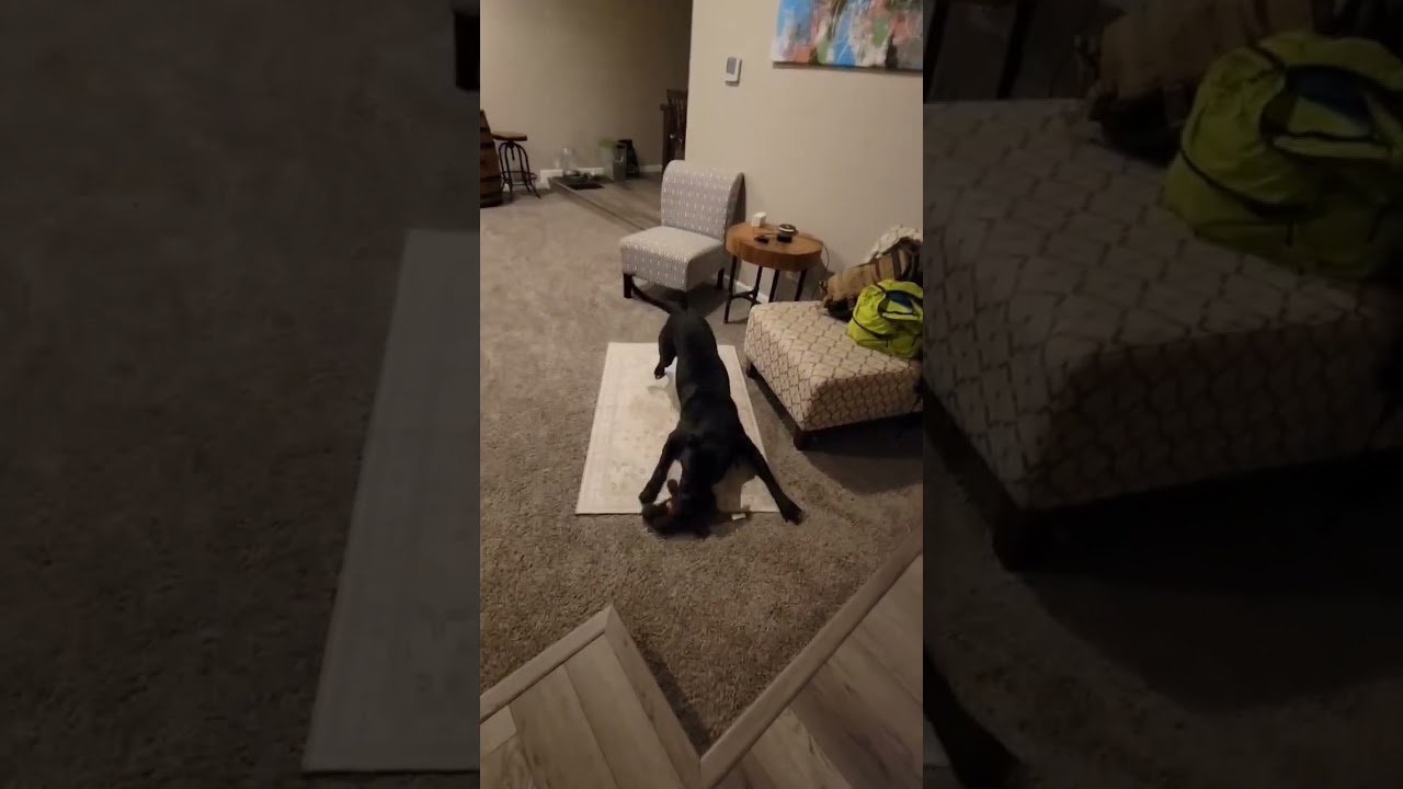 Elphaba, a Adoptable American Bulldog in Colorado Springs, CO video 6/6