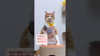 星のカービィ🌟🐈明日の動画もお楽しみに🐈✨　#かわいい #cat #もんちゃん #猫動画 #ねこ #カービィ #クイズ #お散歩猫 #お着替えルーティン #cutecat #おすすめにのりたい