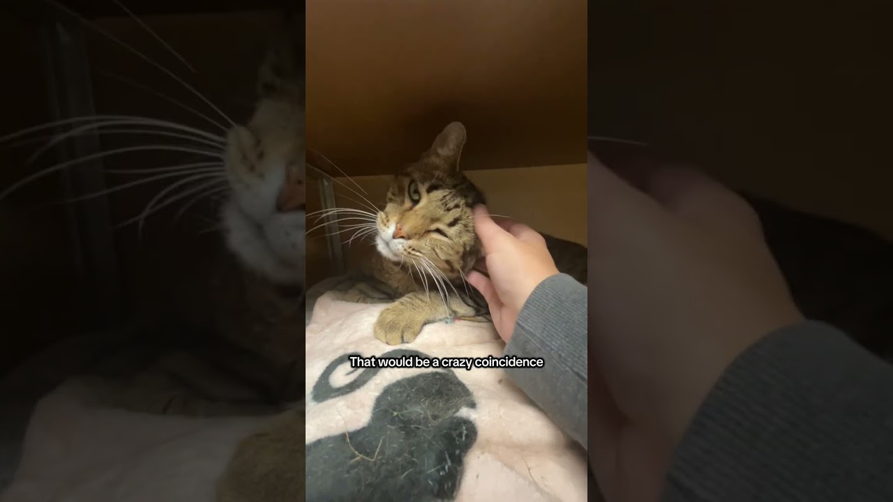 Enlarge Zucchini, a Adoptable Domestic Short Hair in Brookfield, WI video 6/6
