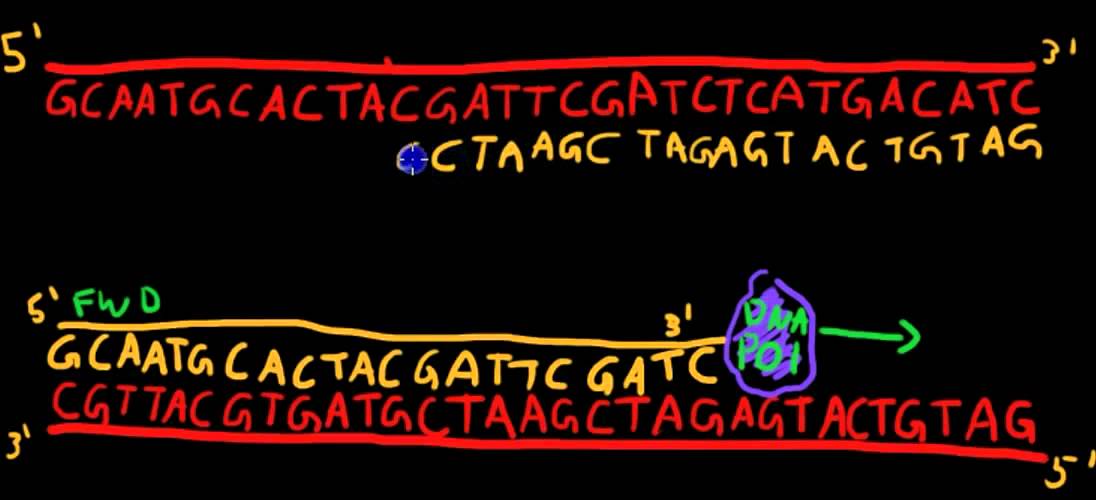 Primer Design for PCR