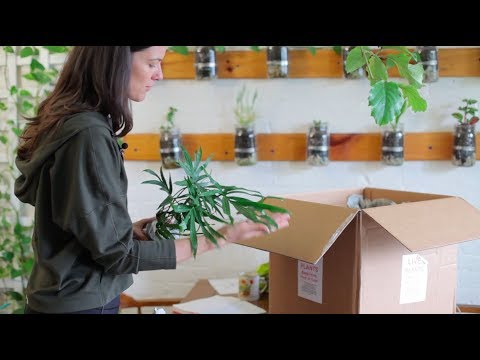 Steve's Leaves Houseplant Unboxing — Ep. 041