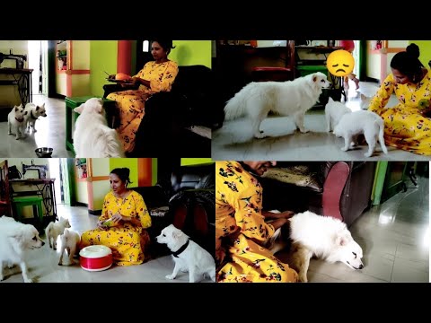 Puppy ku yenna achu😞😞 ||  Raji's world rk