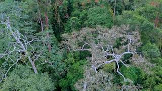 preview picture of video 'Forest Hills Morning - Malaysian Jungle Drone Flight'