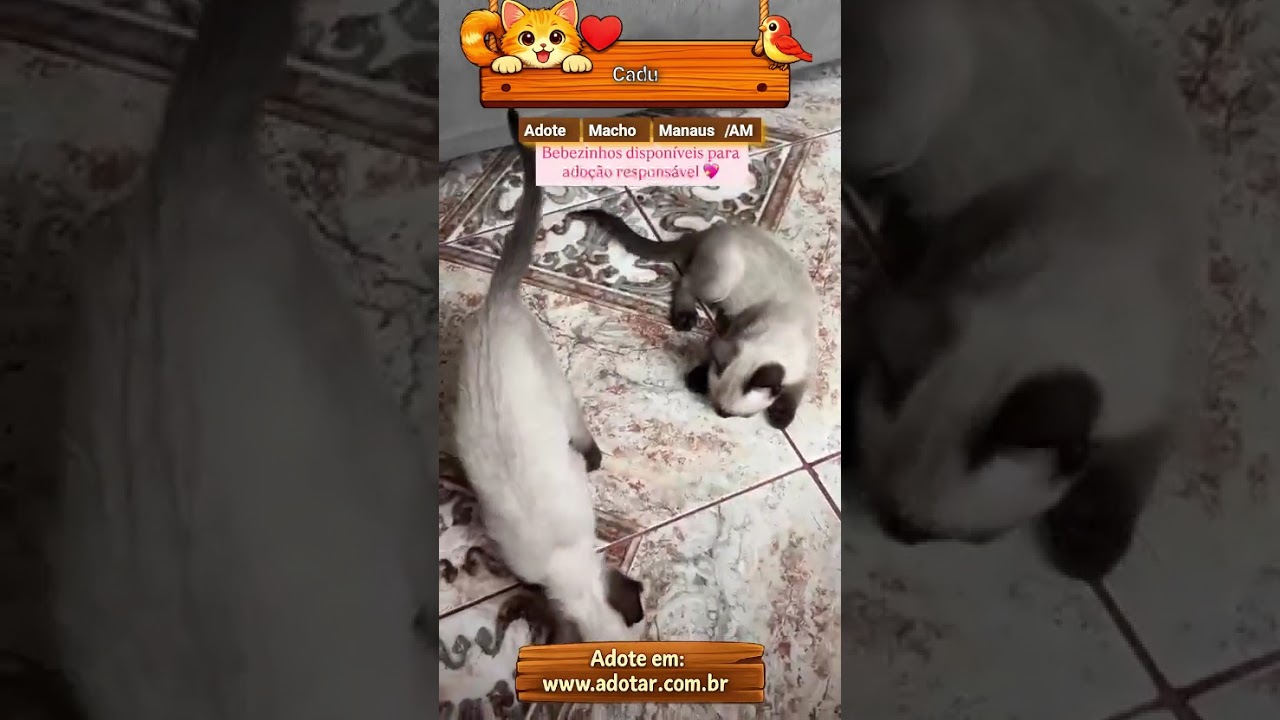 Gato raça Siamês idade 2 a 6 meses nome Cadu