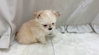 ハーフ犬の動画01