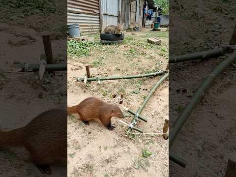 So Sharp!😼 #viralshorts #fypシ #funnyanimals #mongoose