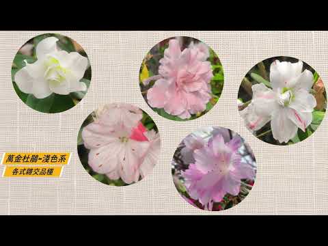 【萬金杜鵑魔法師】培育超過50種雜交新品種！柳枝芳班長打造在地專屬杜鵑花海