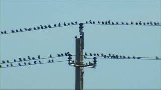 HÍREK A TERMÉSZETBŐL