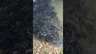 Download lagu Ratusan Ikan Tilapia di Jembatan Taiwan.. #tilapia #taiwanbridge #amazingvideo #foodvlog mp3