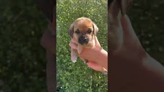 Video preview image #1 Chihuahua-Unknown Mix Puppy For Sale in Corona, CA, USA