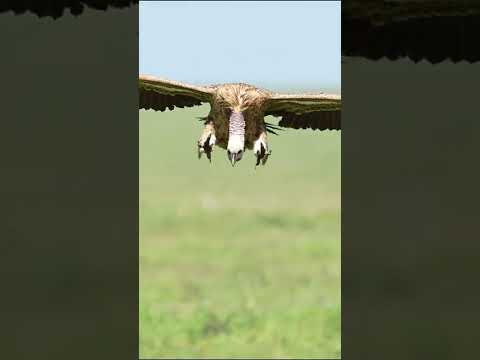 Perfect  landing of the vulture #shorts #wildlife #vautour #vulture