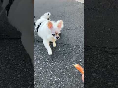 ちわわ