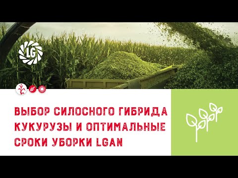 Выбор силосного гибрида кукурузы / Оптимальные сроки уборки кукурузы на силос