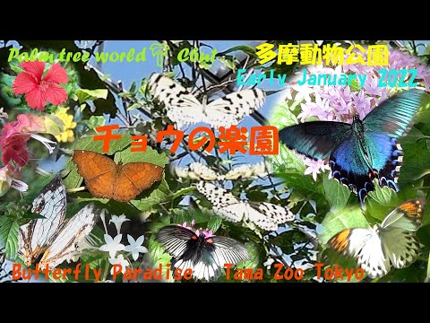 どの花が蝶を最も惹きつけるでしょうか?彼らの好きな色は何ですか?  庭園