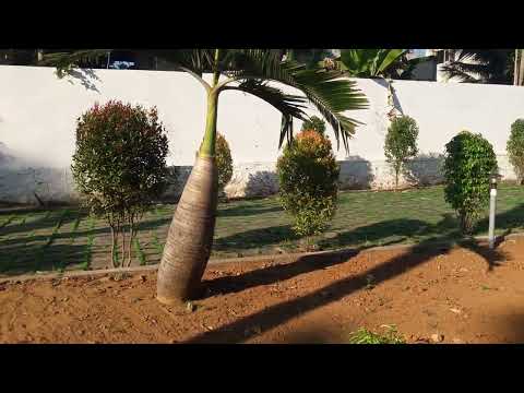 Fruit Gardening / Tree Plantation Services Plant Nursery in Malappuram Kerala India