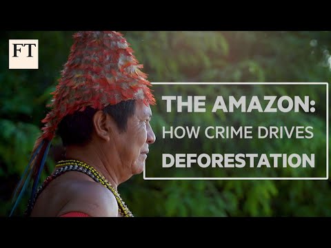 ブラジルのアマゾンの熱帯雨林：犯罪がいかに森林破壊を助長するか｜FT Features (Brazil's Amazon rainforest: how crime drives deforestation | FT Features)