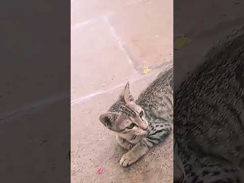 subscribe for this sad cat 😢😩 #cat #cute #catlover #kitten #kucinglucu #kucing