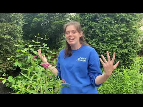 Why You Should Plant Swamp Milkweed