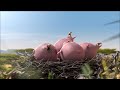 Hilarious Animals Sesame Street Fur ‍ ️