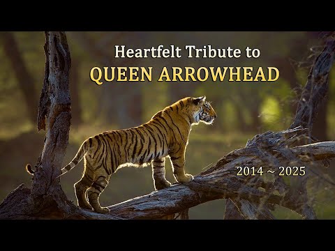 Tribute to ARROWHEAD | Queen of Ranthambore | Tragic Life of a Queen #tiger #arrowhead #queen #sadaa