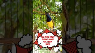 Download lagu MP3 pikat sogon yg susah turun mp3 Download lagu MP3 pikat sogon yg susah turun mp3