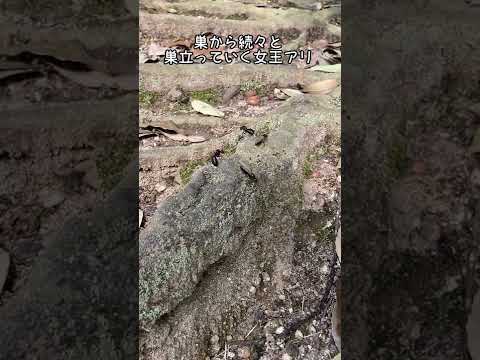 アリのライフサイクル