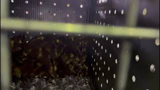 Cubs very nervous at airport