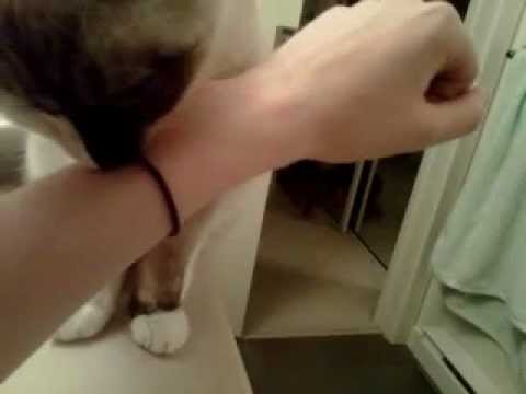 Cat tying to eat hair tie